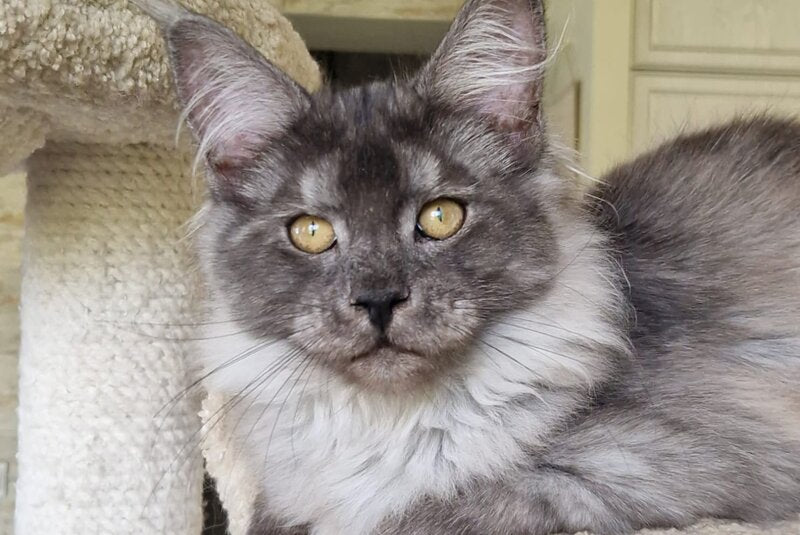 Aura Maine Coon female, black silver
