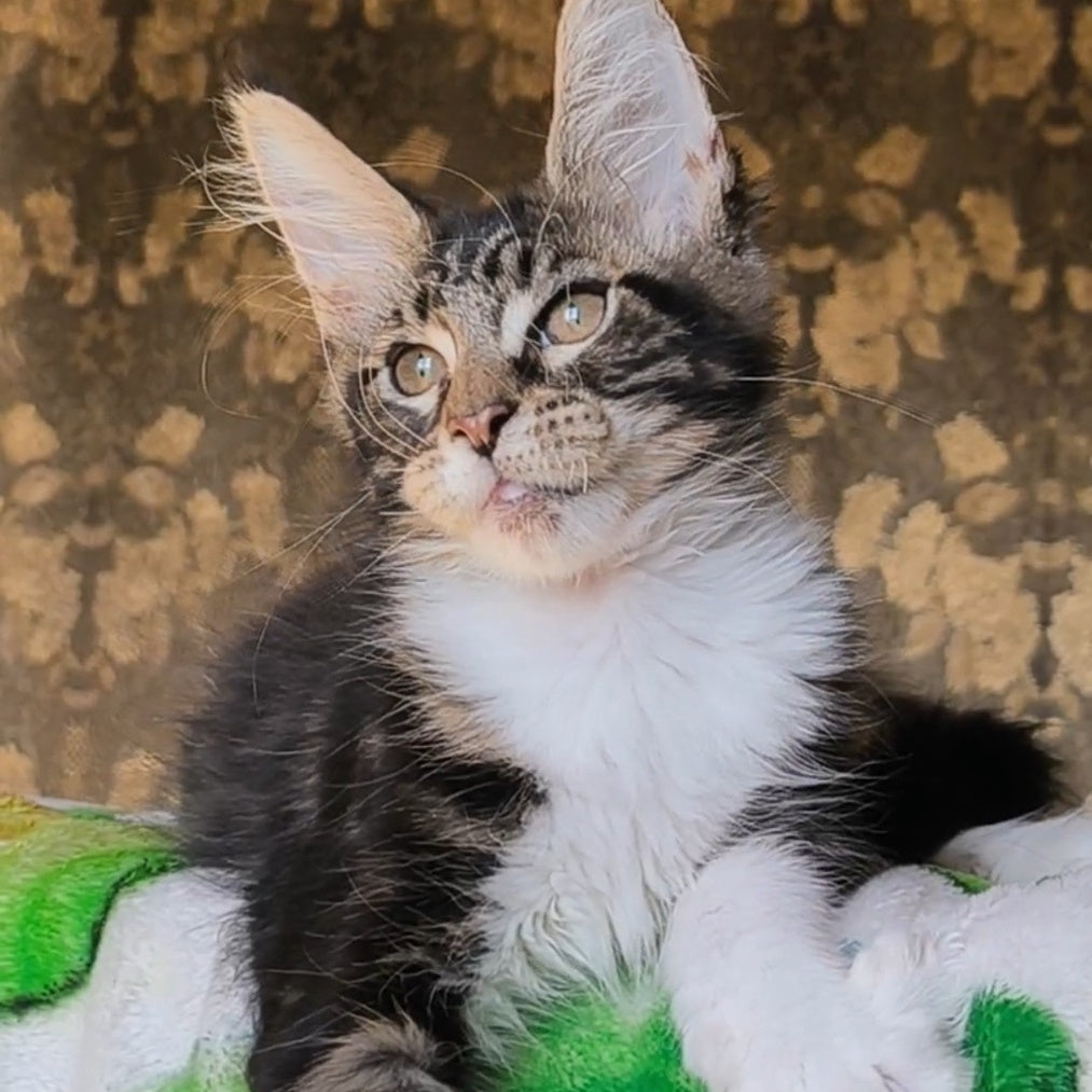 Holiday Maine Coon male, black tabby with white