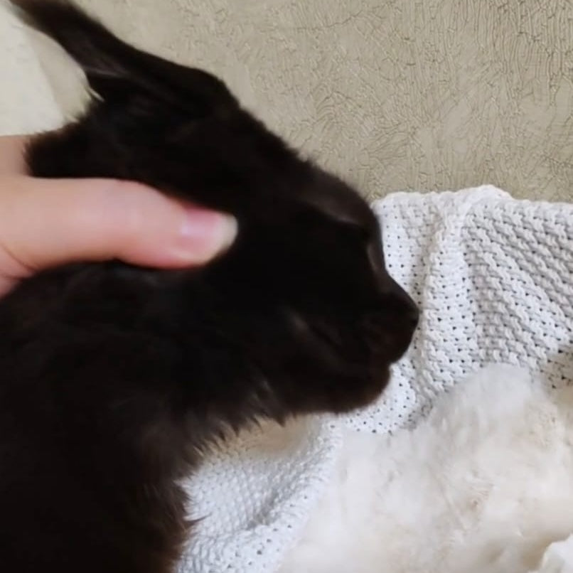 Krasotka Maine Coon female, black