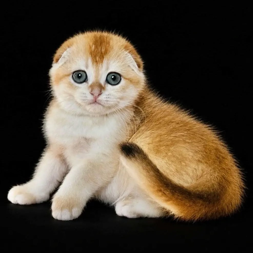 Nikson Scottish Fold male, black golden chinchilla