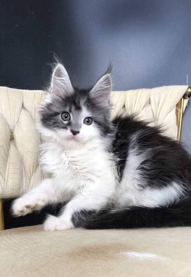 Winston Maine Coon male, black tabby bicolour
