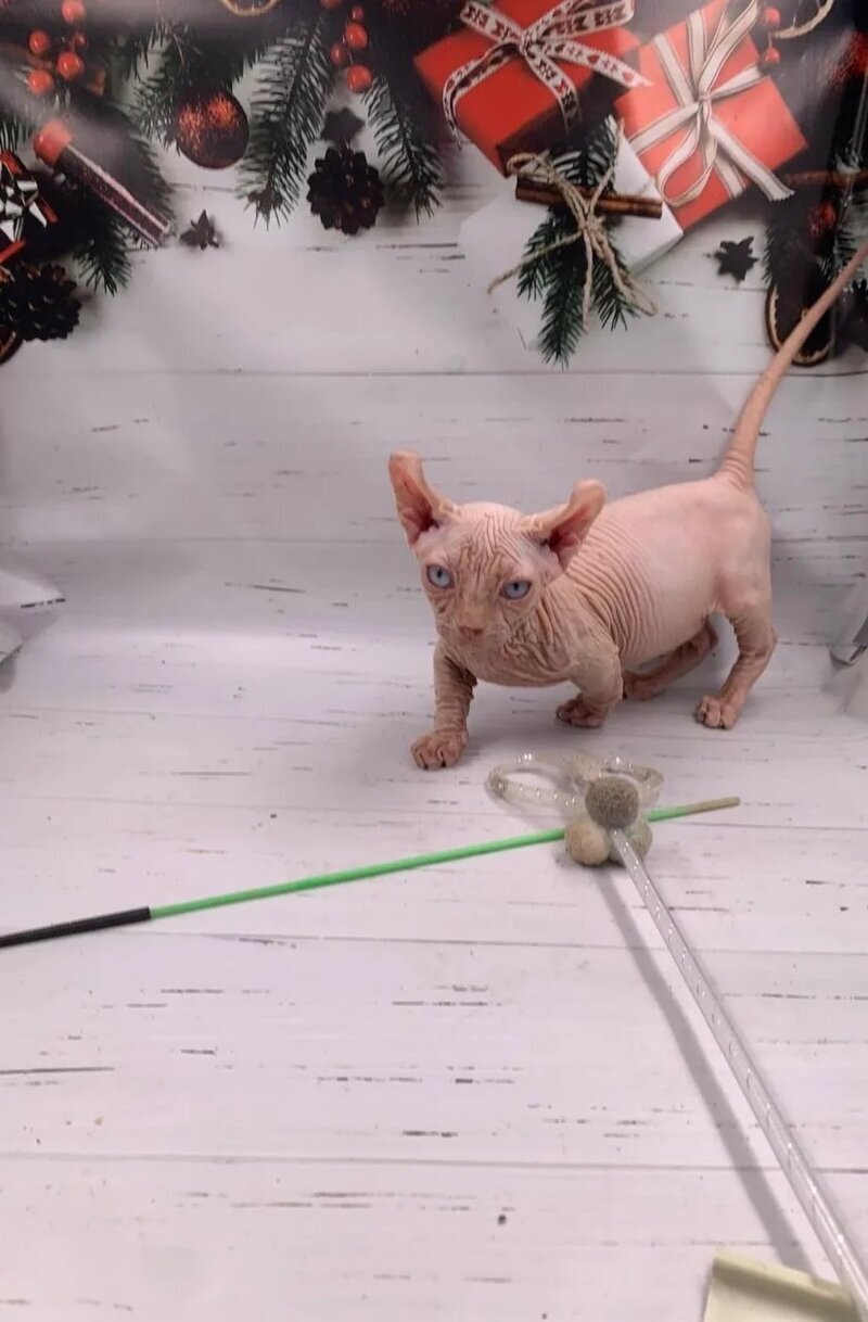 Lord Dwelf male white - live animals