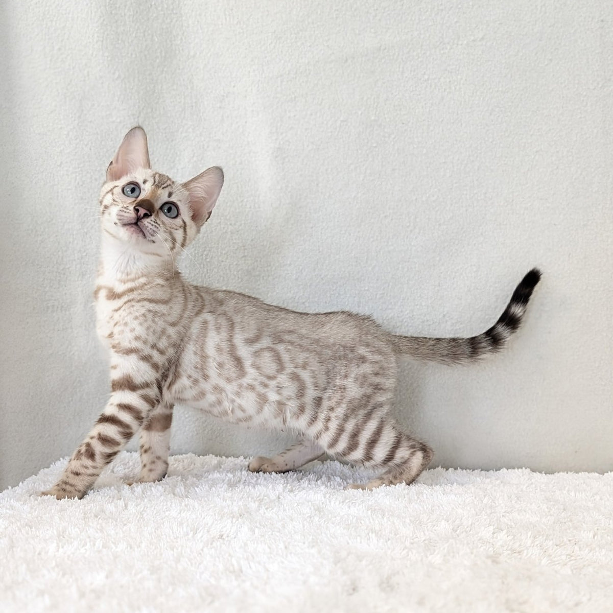 Celeste Bengal female, black silver spotted tabby pointed