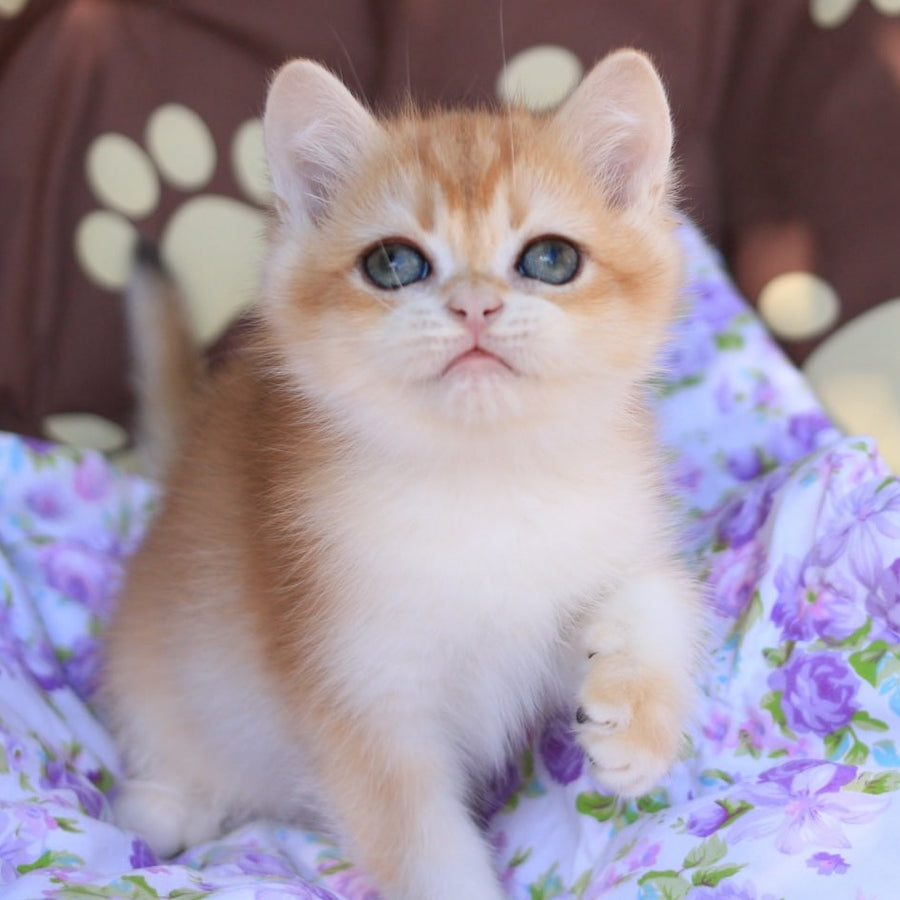 Qumquat British Shorthair male, black golden chinchilla