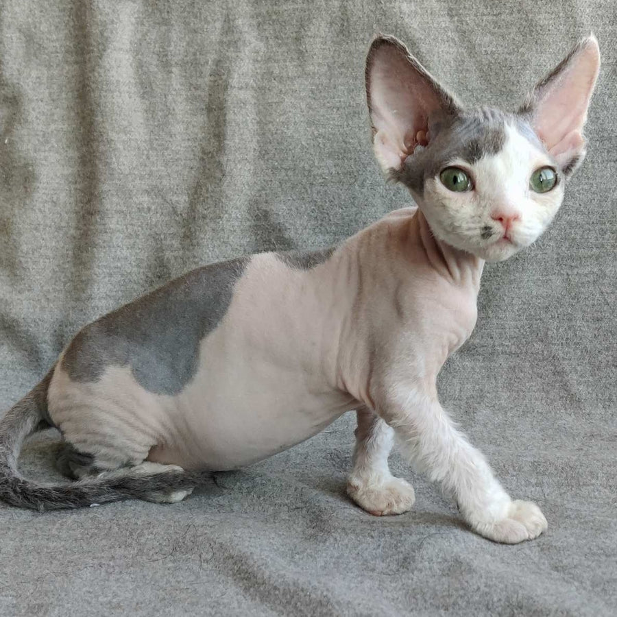 Merilyn Devon Rex female, blue harlequin