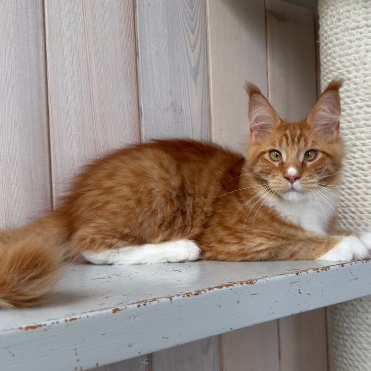 Niki Maine Coon male, red spotted tabby bicolour