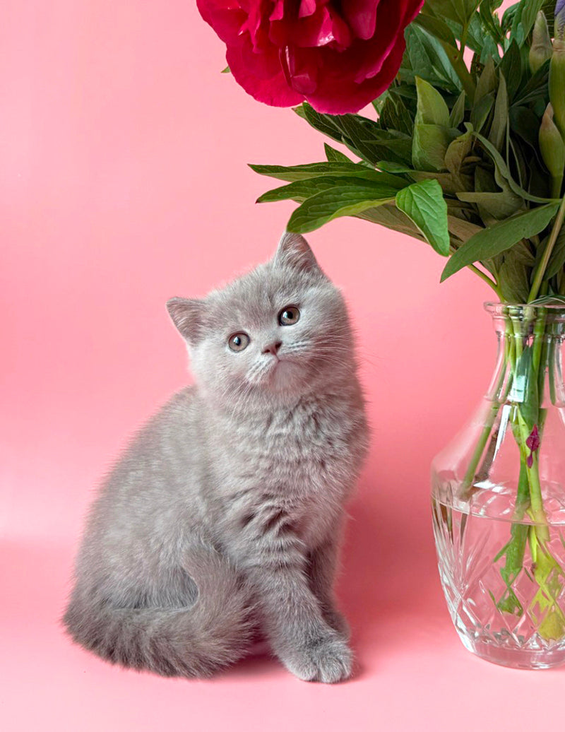 Lorenzo British Shorthair male, lilac