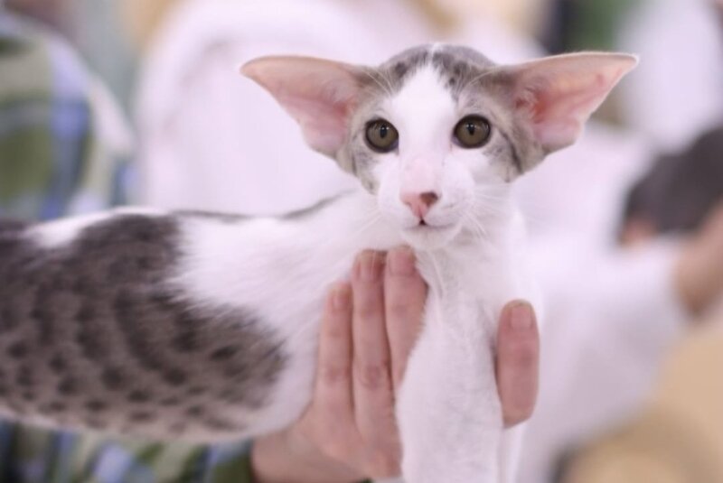 Romeo Oriental Shorthair male, blue bicolour spotted tabby