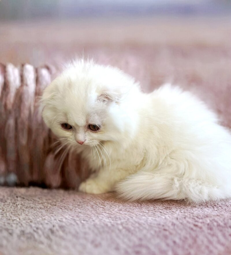 White Crazy Scottish Fold male white live animals