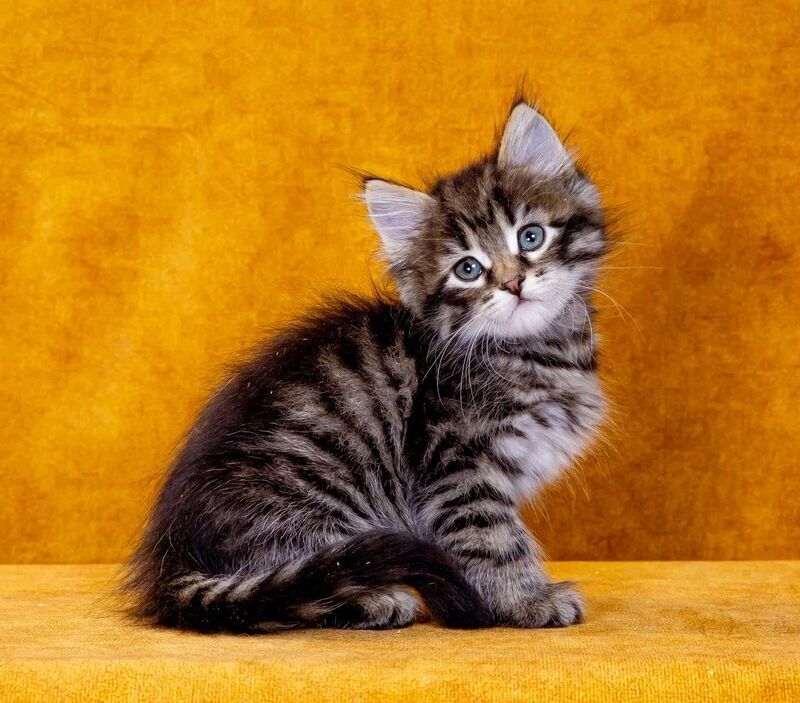 Germes Siberian male, black spotted tabby