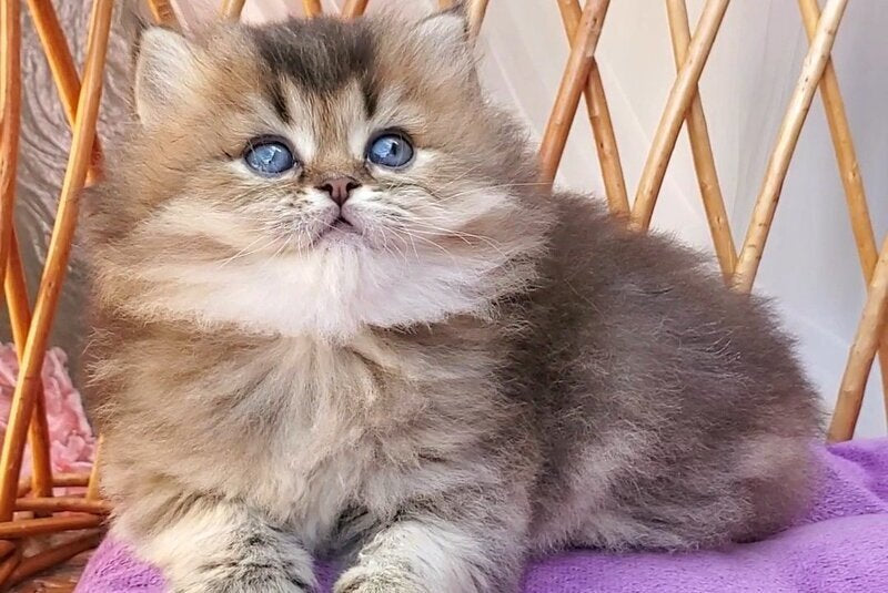 Zachar British Longhair male black golden ticked tabby - live animals