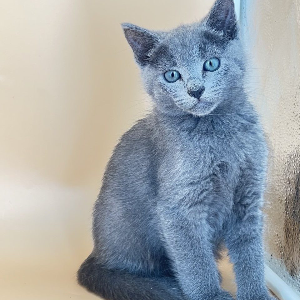 Kai Russian Blue male, blue