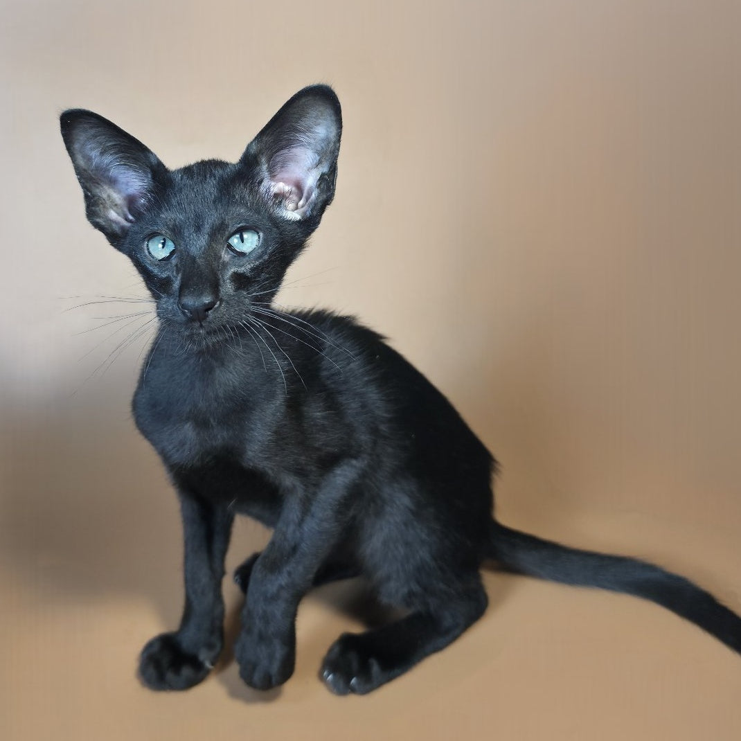 Lupin Siamese male, black