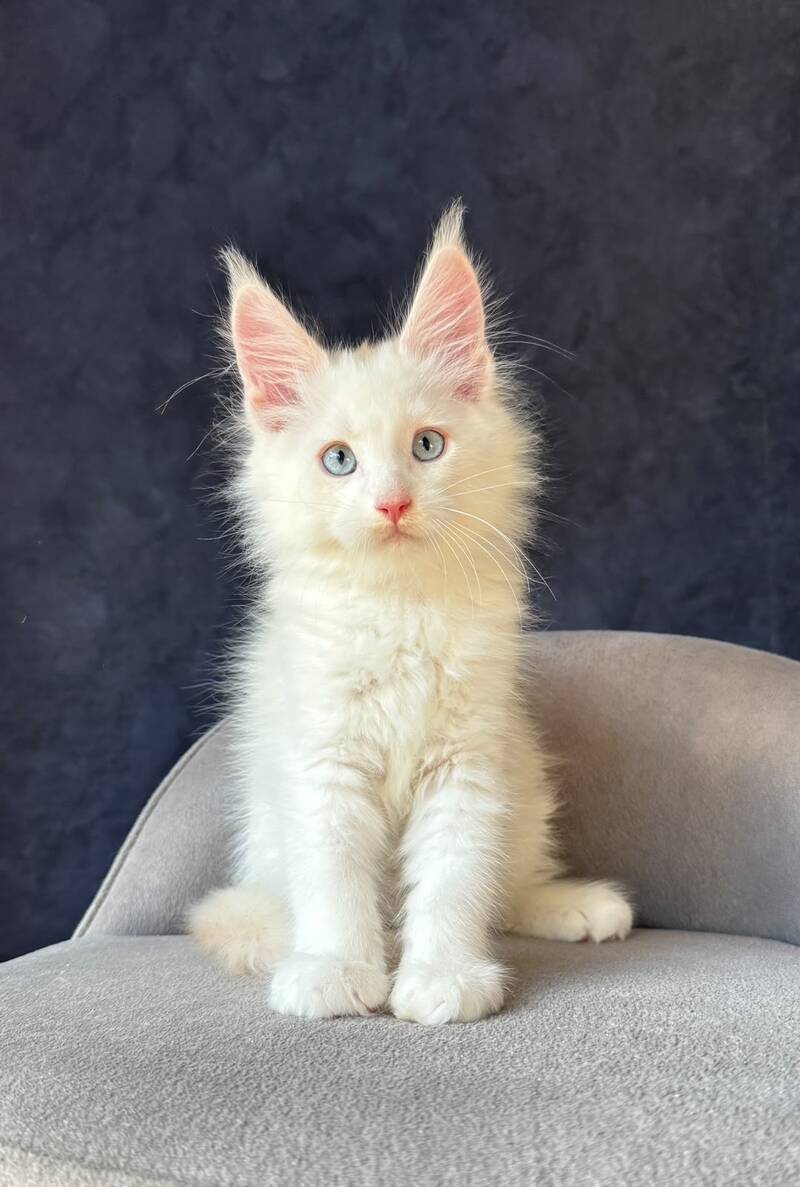 Gar Gar Maine Coon male, red silver with white