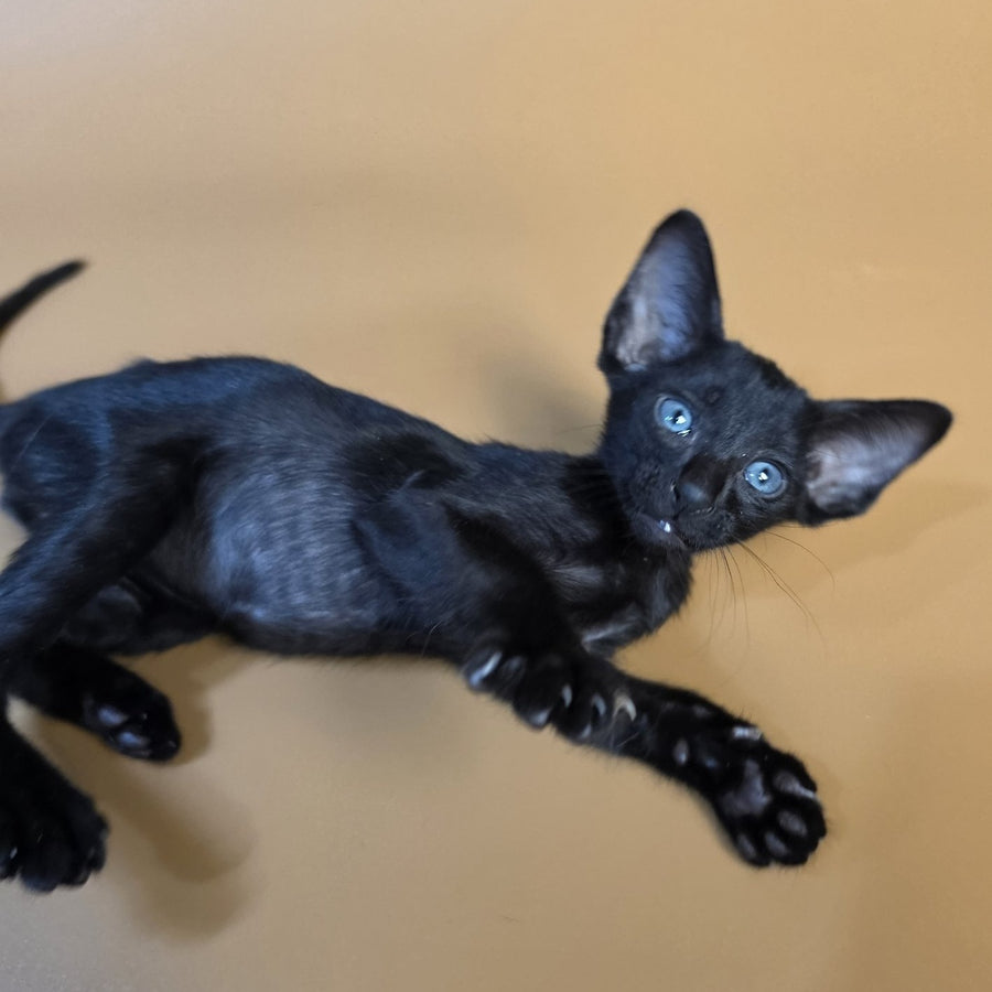 Finn Oriental Shorthair male, black