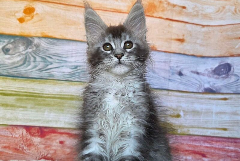 Pollor Maine Coon male, black silver ticked tabby