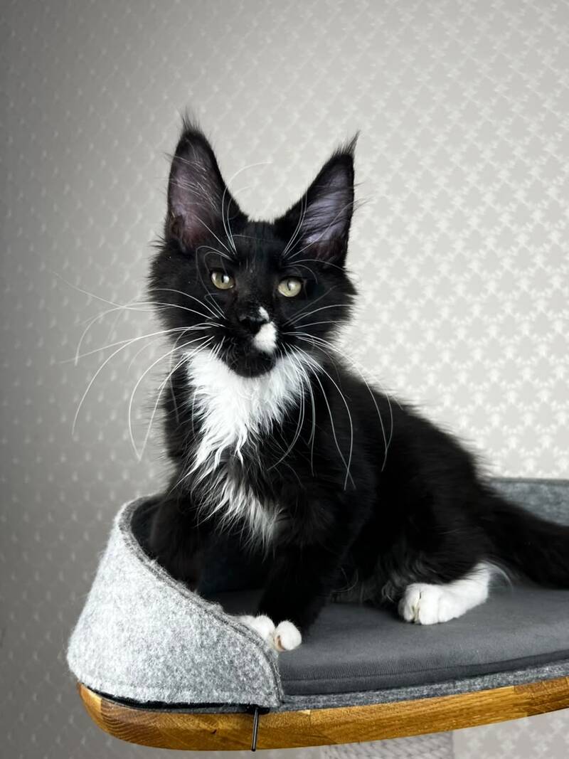Oscar Maine Coon male, black bicolour