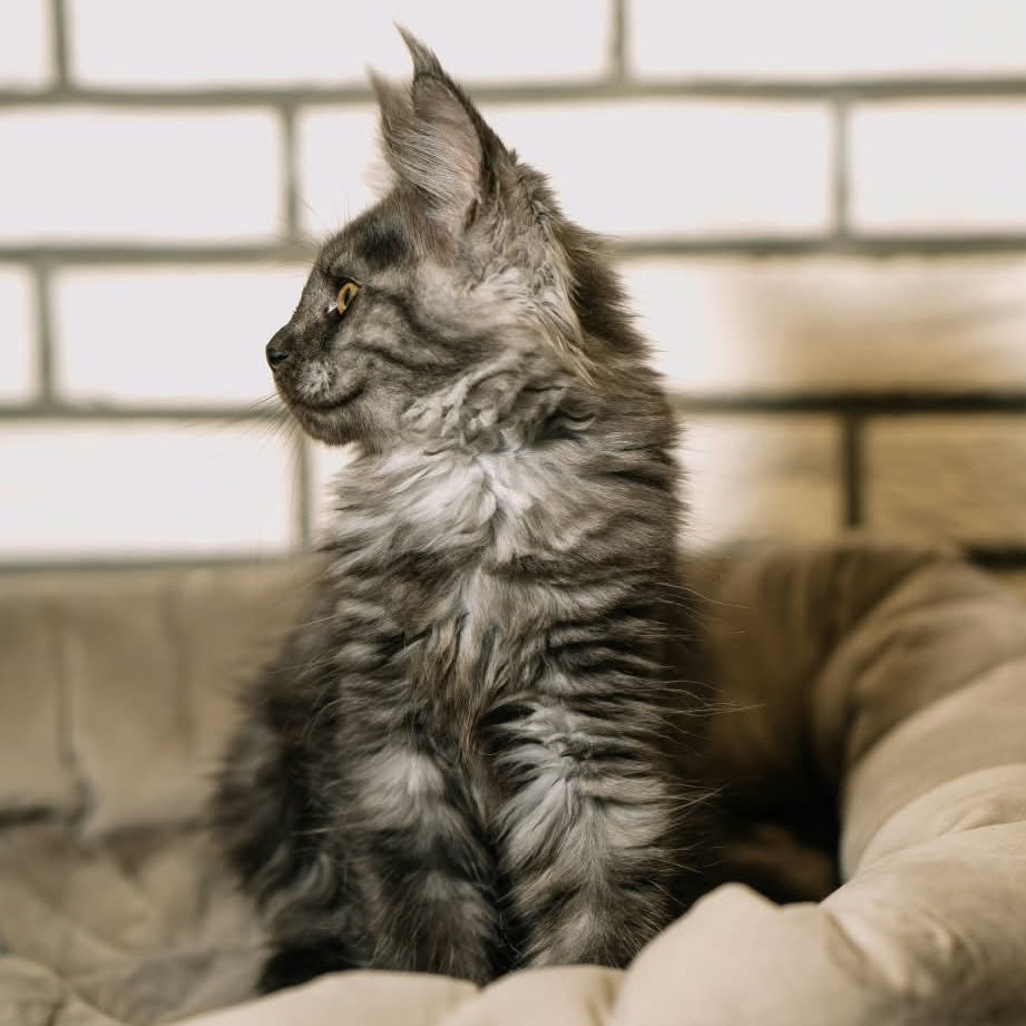 Beatrice Maine Coon female, black silver