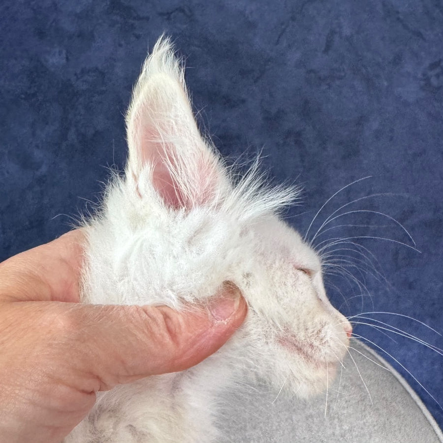 Taivar Maine Coon male, red silver shaded