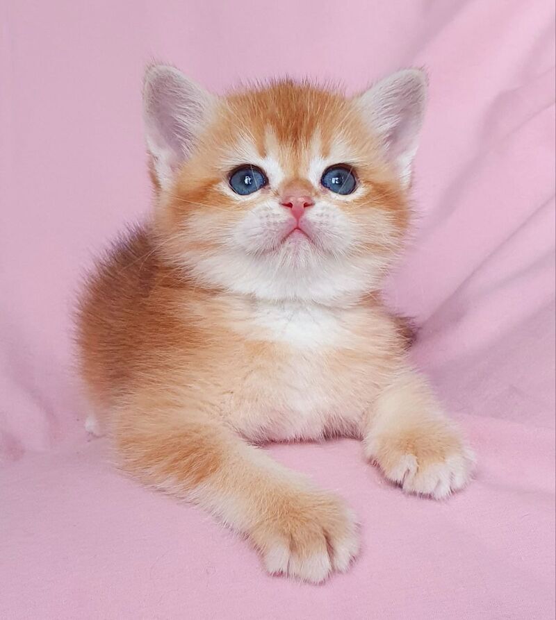 Tiffani British Shorthair female, black golden chinchilla