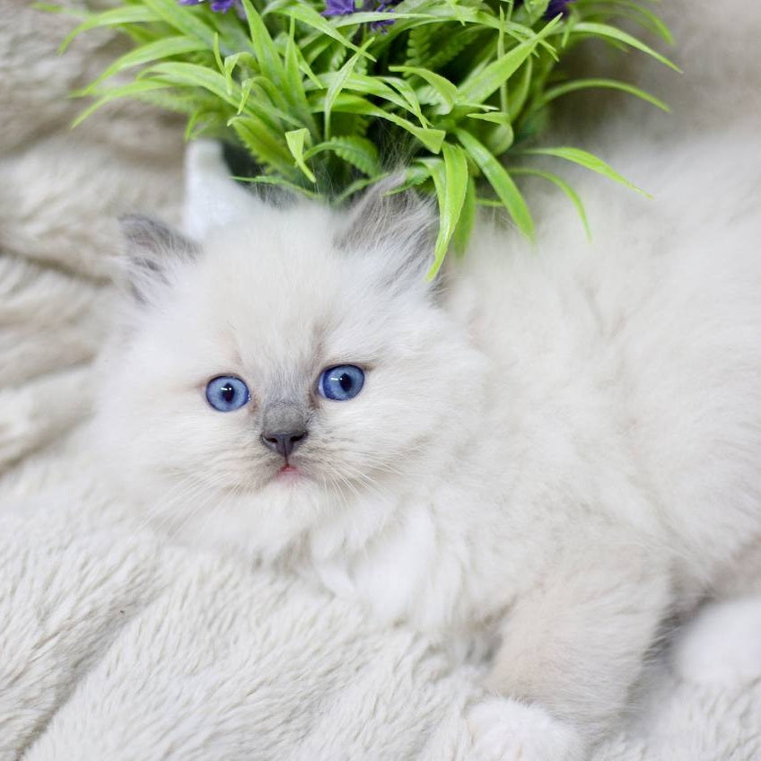Rolex Ragdoll male, blue mitted