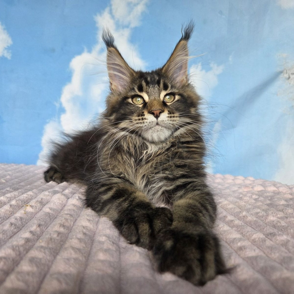 Serega Maine Coon male, black ticked tabby