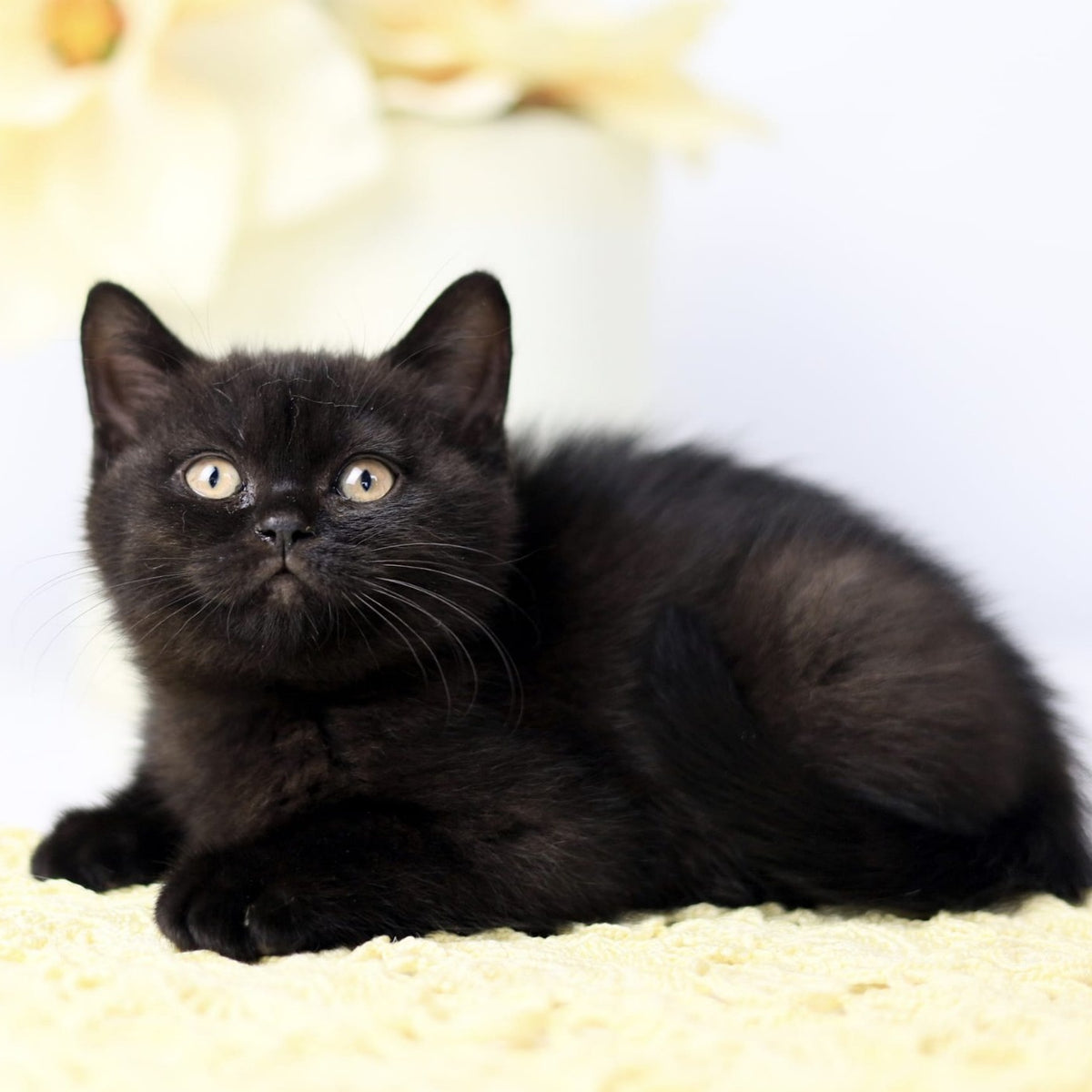 Yanka British Shorthair female, black