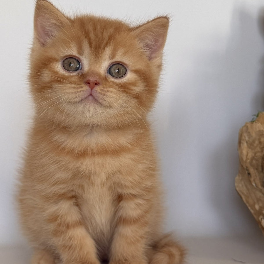 Gino British Shorthair male, red