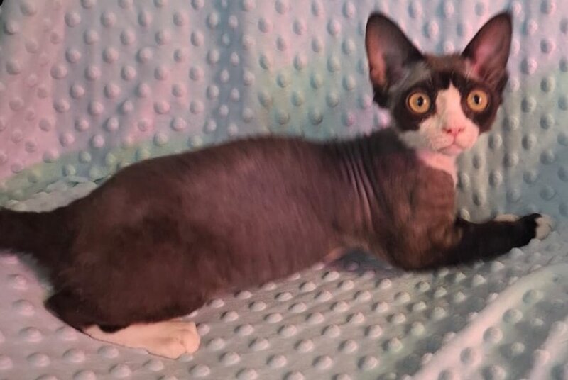 Eliza Devon Rex female black bicolour - live animals