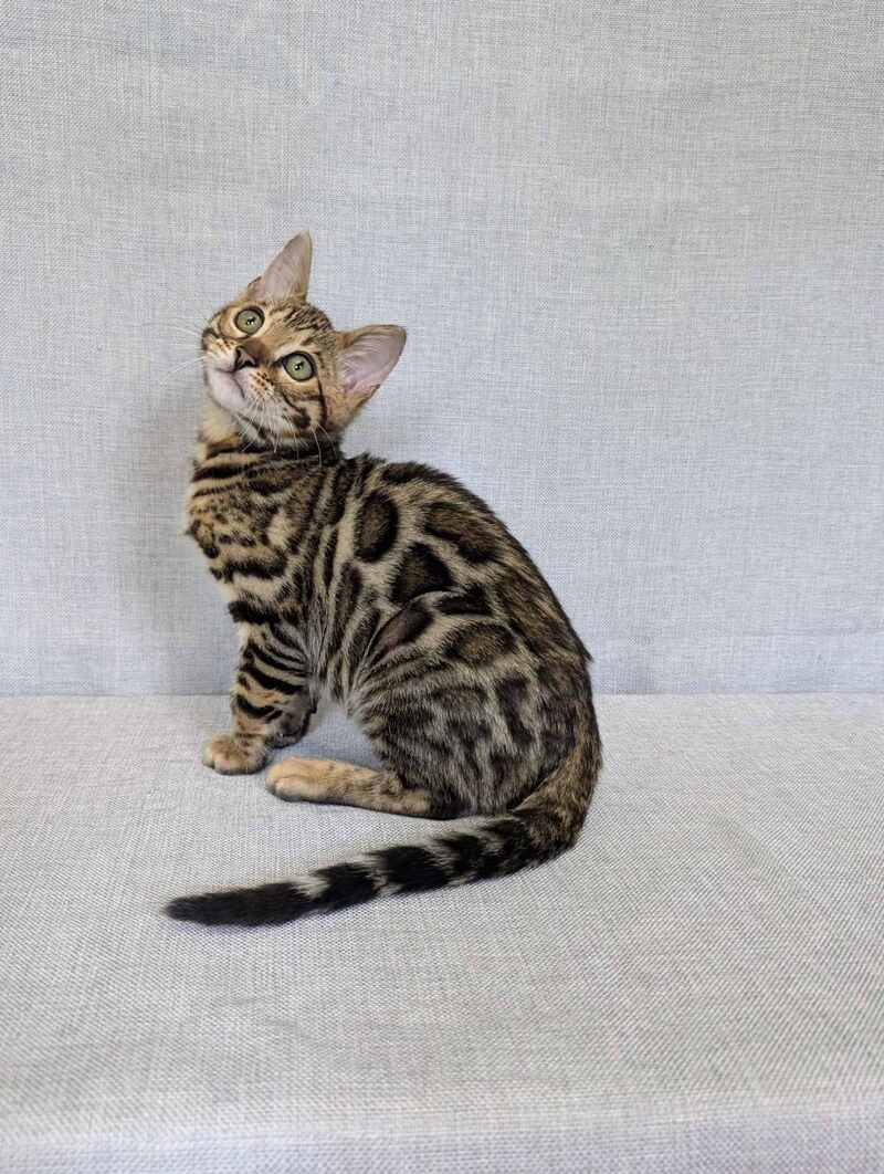 Zipsy Bengal female black spotted tabby - live animals