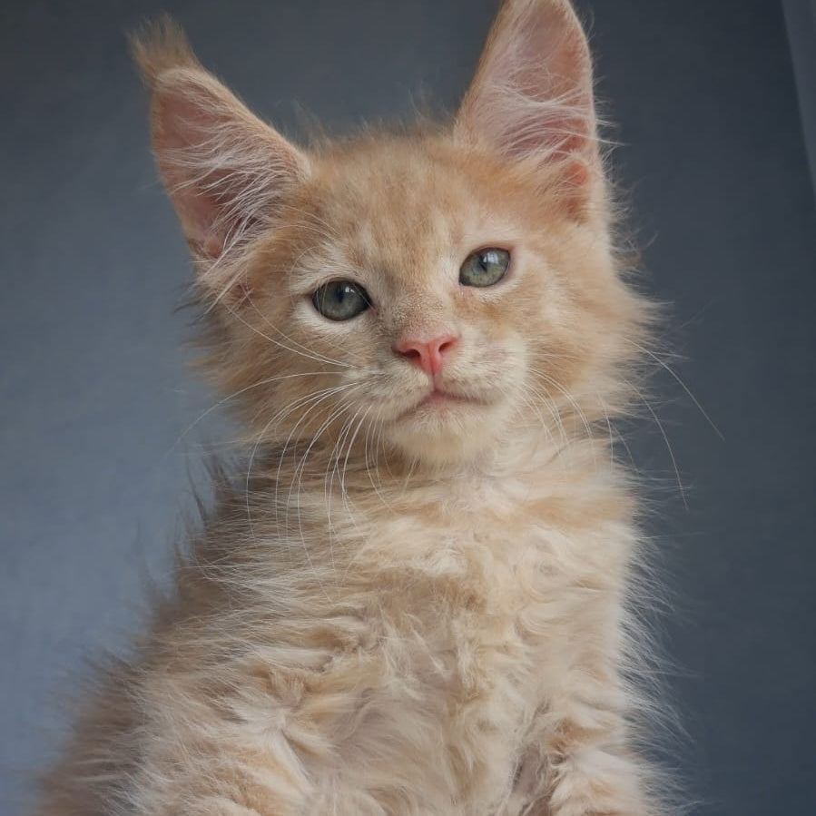 Paul Maine Coon male, cream