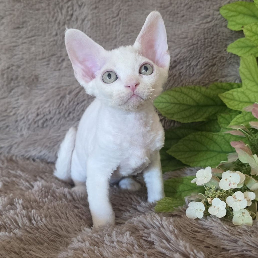 Watson Devon Rex male, white