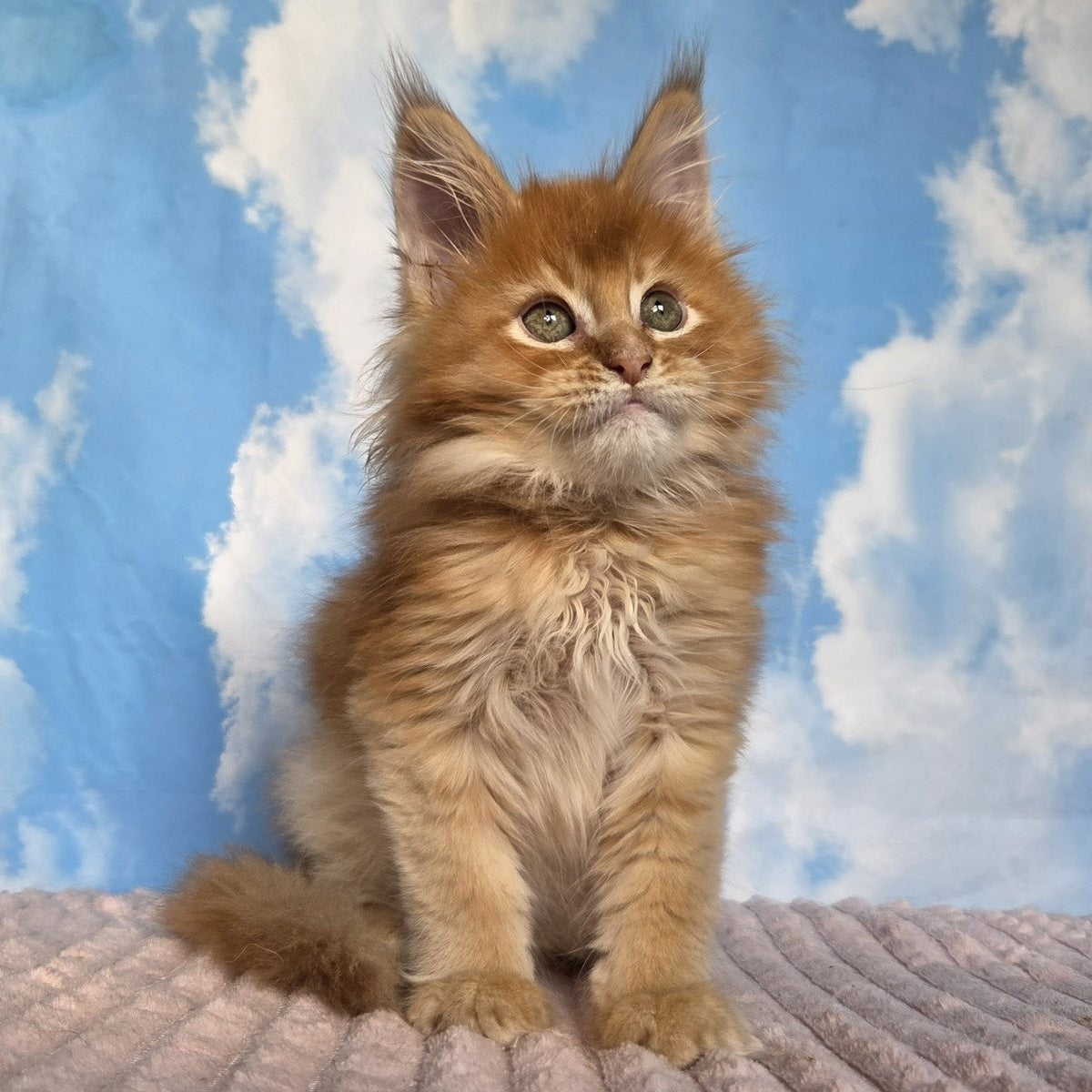 Wonder Maine Coon male, red ticked tabby