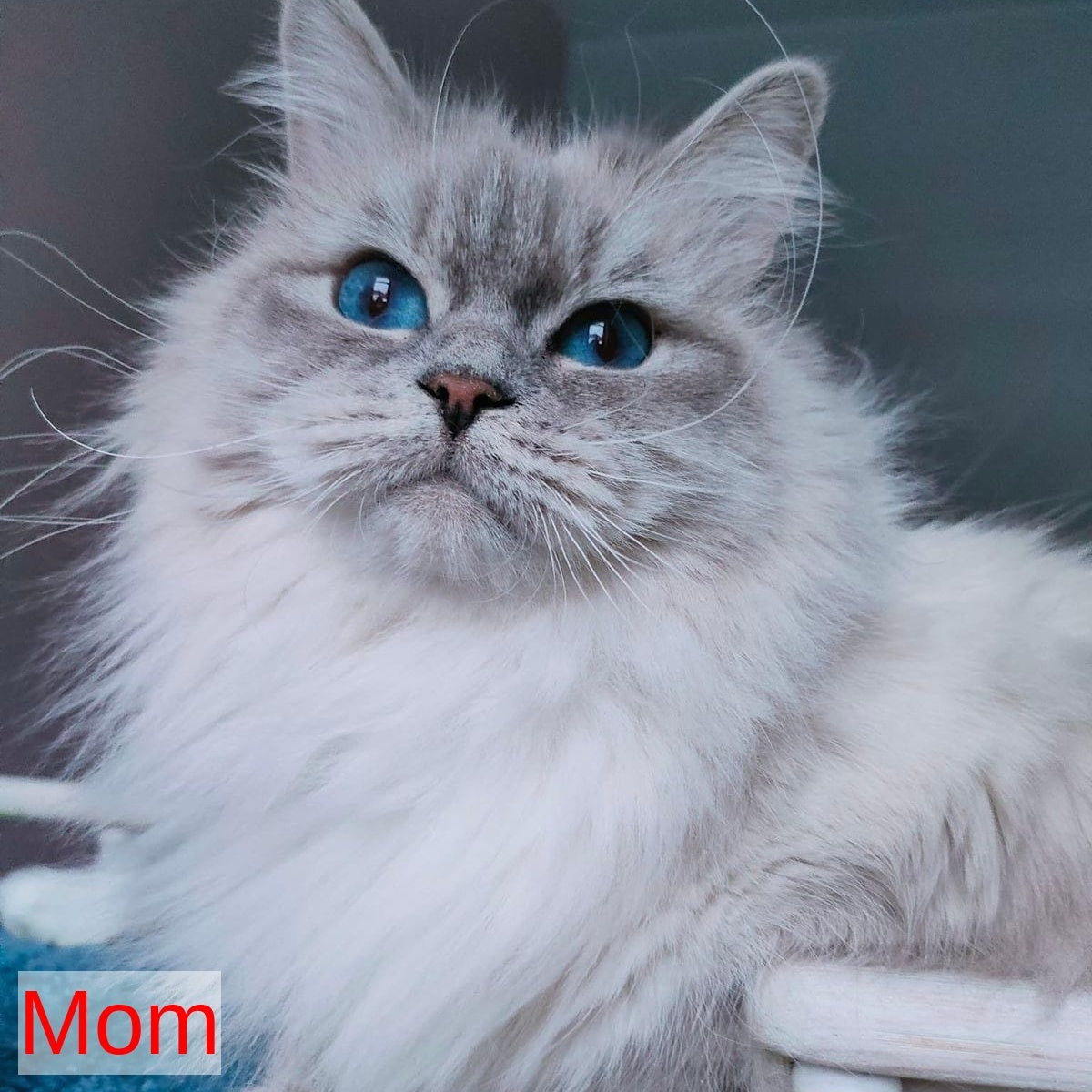 Fadey Siberian male, blue tabby pointed