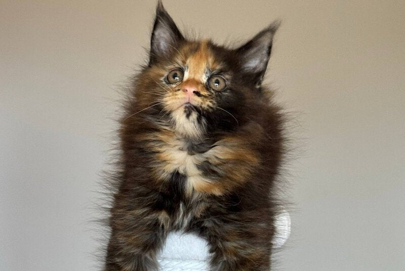 Oriko Maine Coon female, black tortie with white