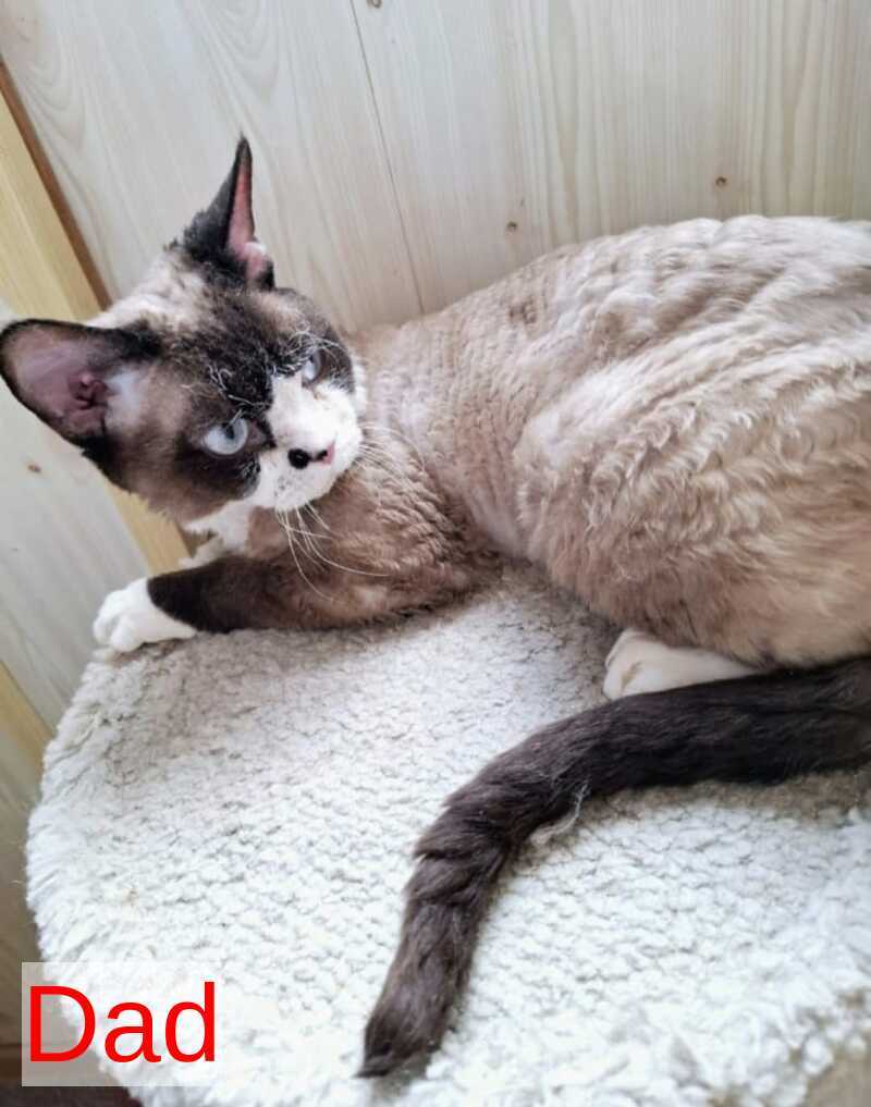 Eliza Devon Rex female black bicolour - live animals