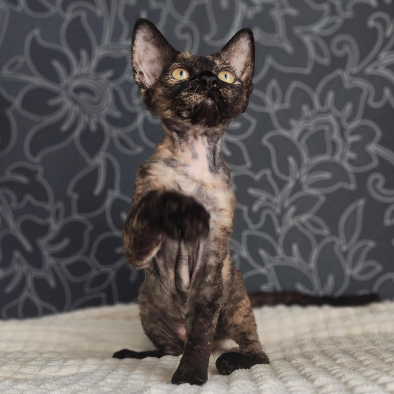 Chelsea Devon Rex female, black tortie