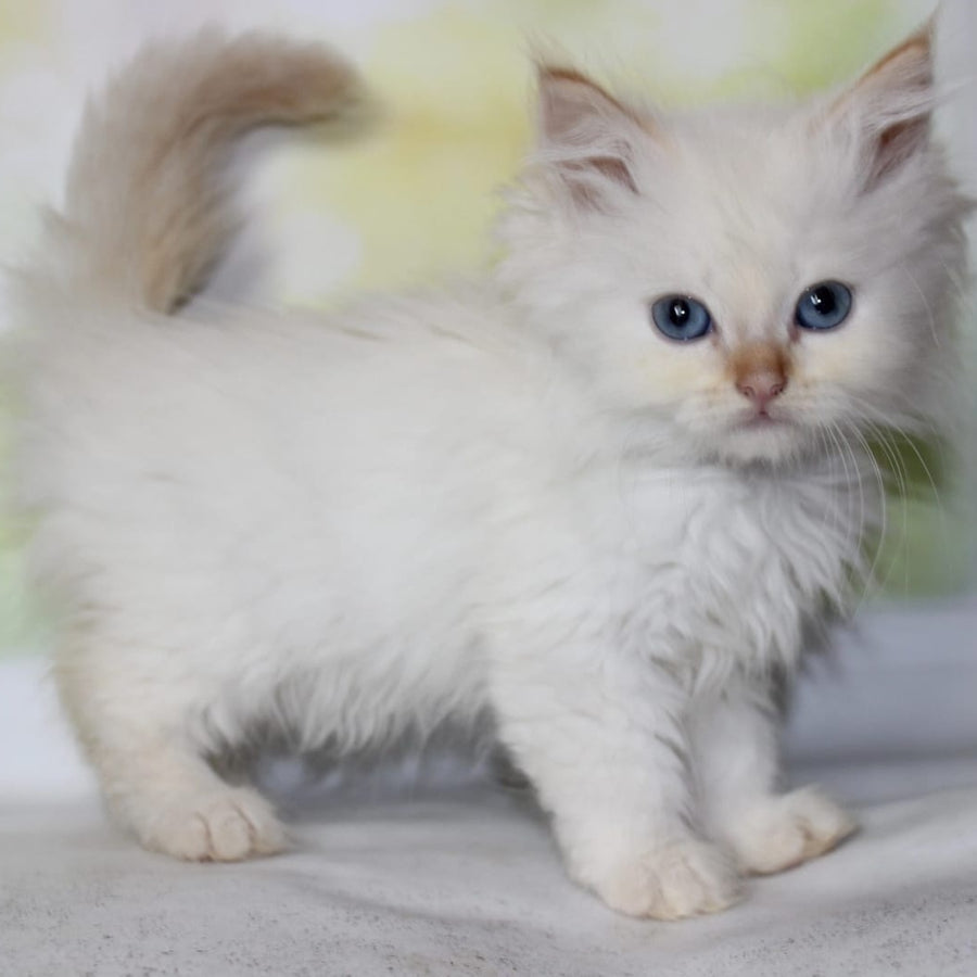 Onegin Siberian male, red tabby pointed