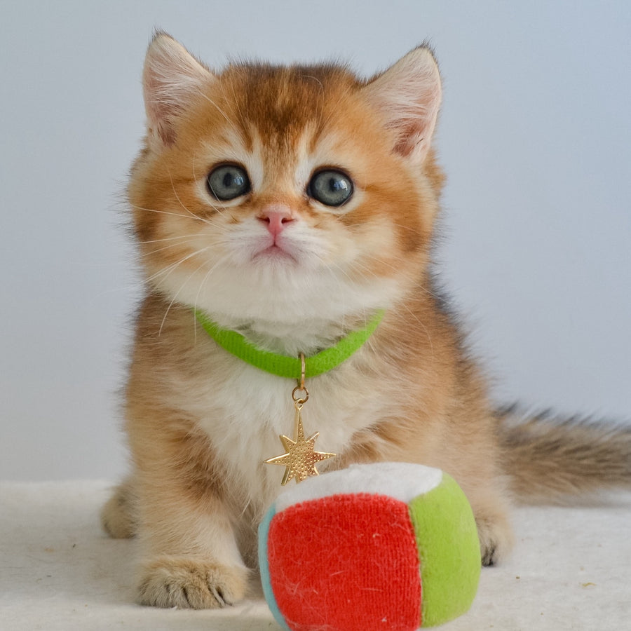 Gery British Shorthair male, black golden ticked tabby