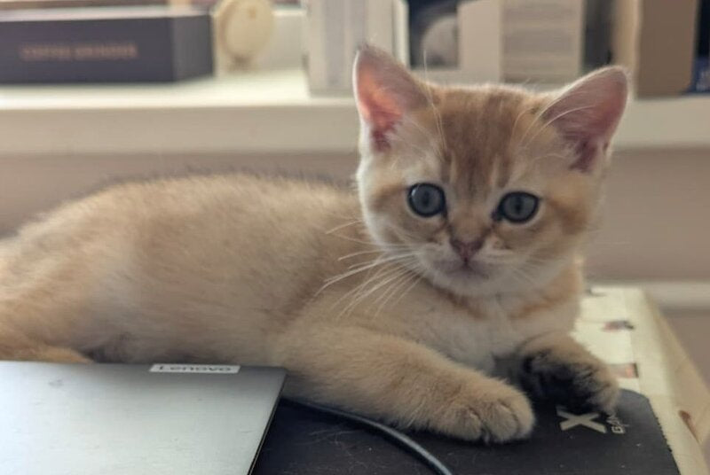 Bella Scottish Straight female, black golden ticked tabby