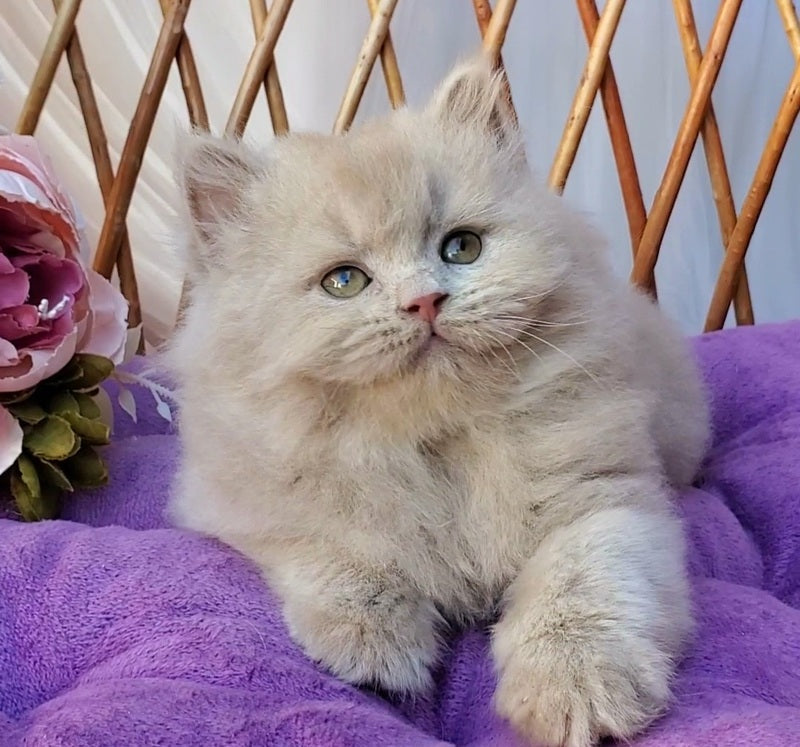 Teo British Longhair male fawn - live animals