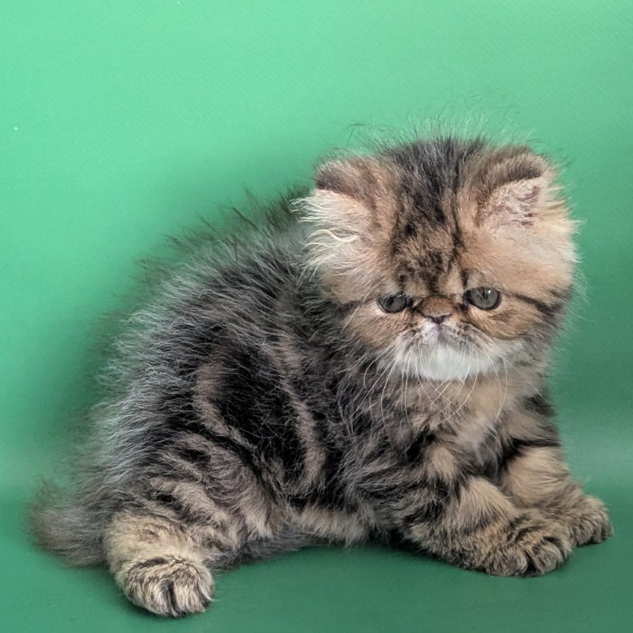 Tiara Persian female, black tabby