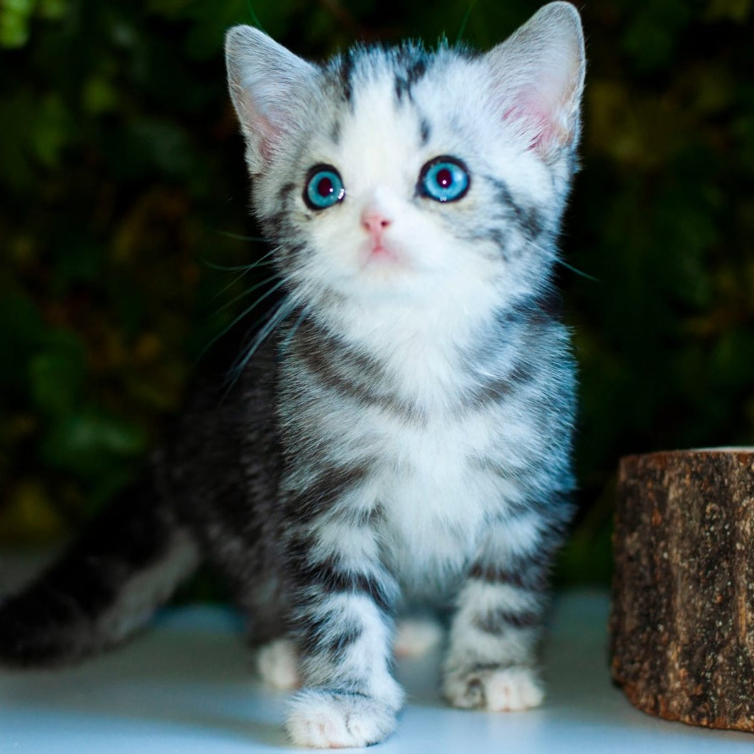 Yarilo British Shorthair male, black silver tabby