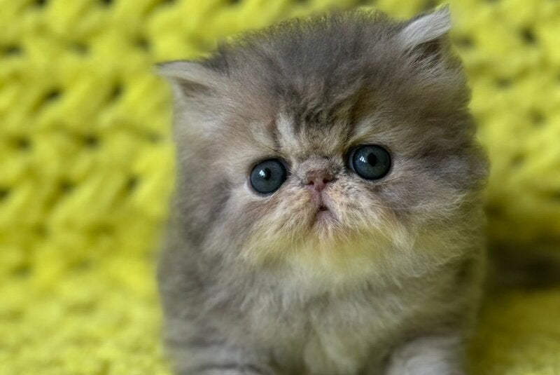 Tamara Persian female blue tortie silver tabby - live animals
