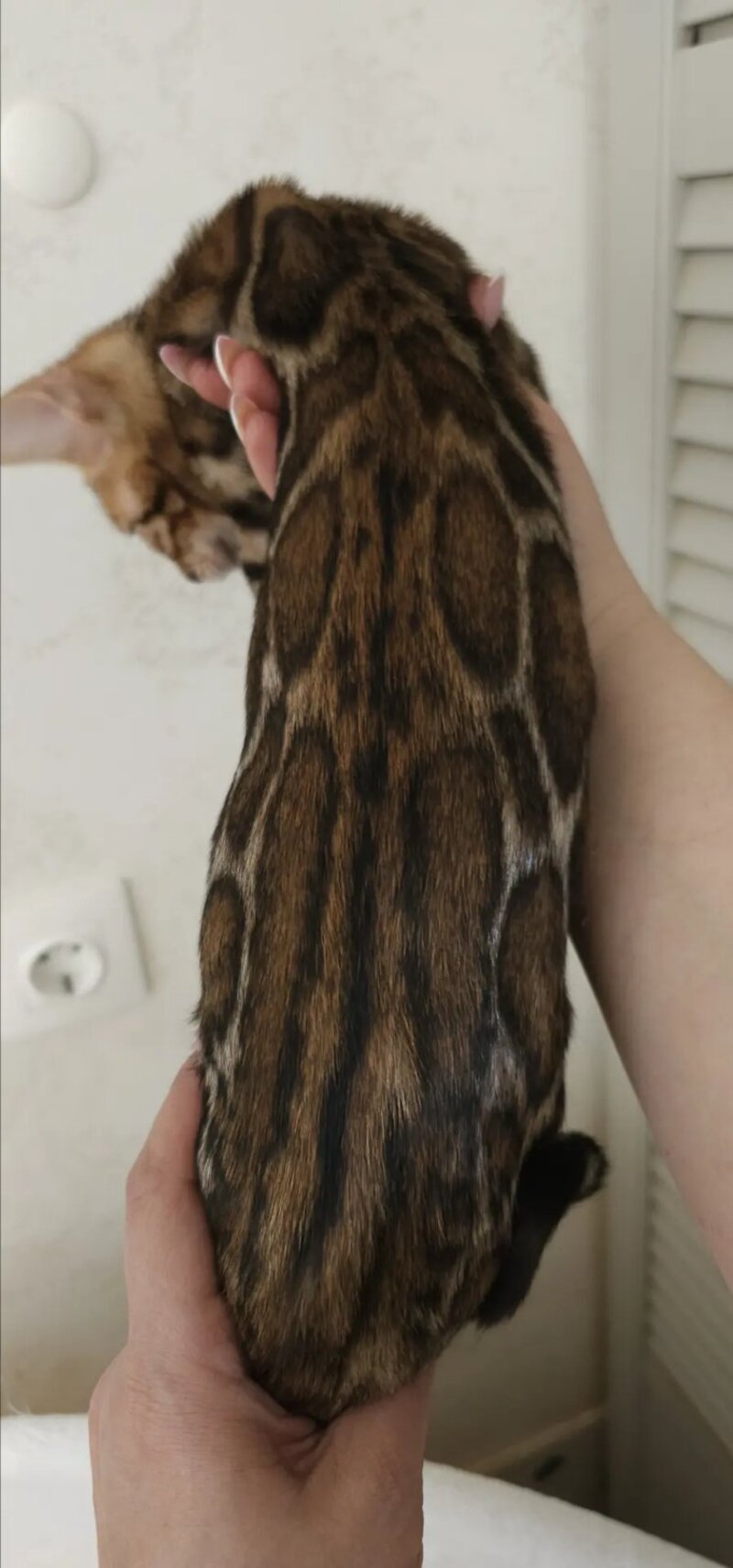 Тash Bengal male black spotted tabby - live animals