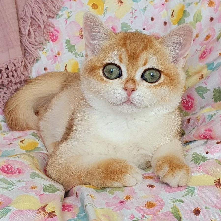 Willow British Shorthair female, black golden chinchilla