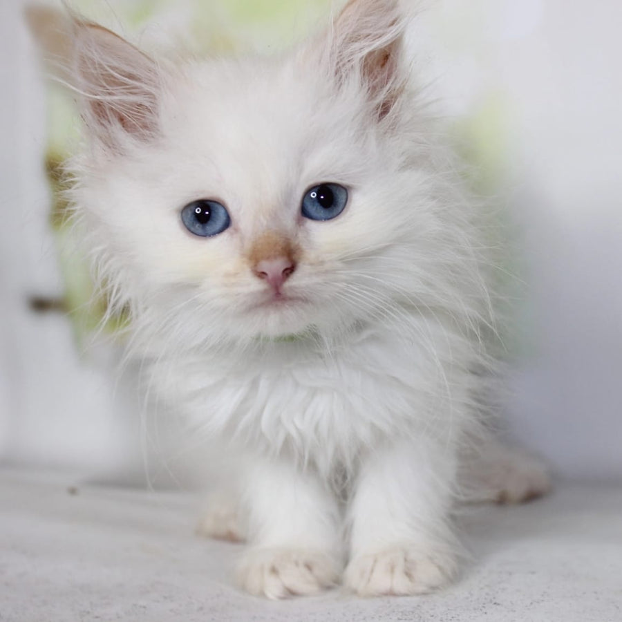 Orion Siberian male, red tabby pointed