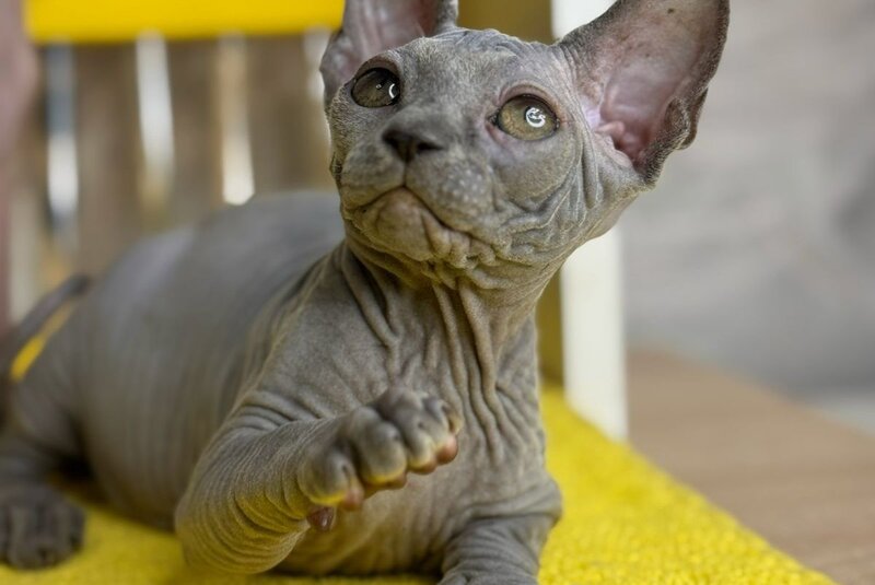 Germes Canadian Sphynx male, blue