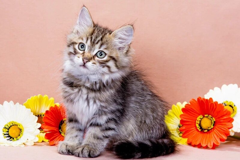 Gavrosh Siberian male black spotted tabby - live animals