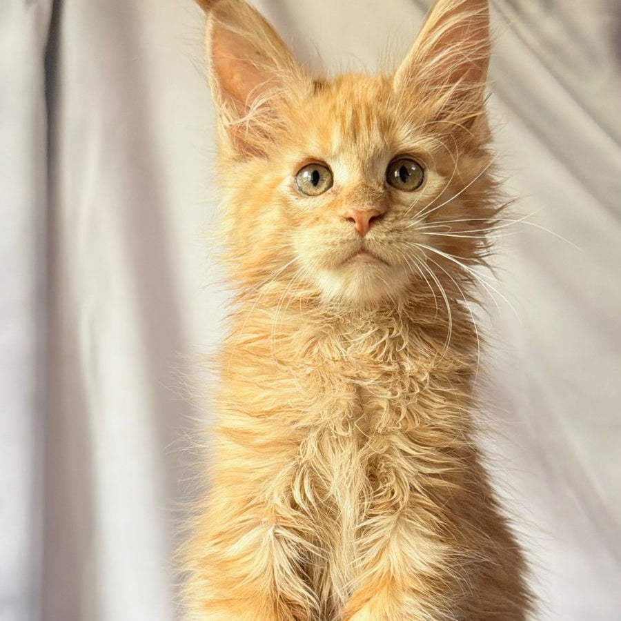 Nexus Maine Coon polydactyl 7x6x6x6 male, red